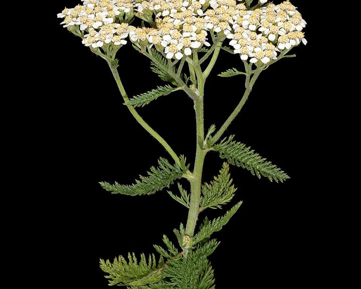 Yarrow