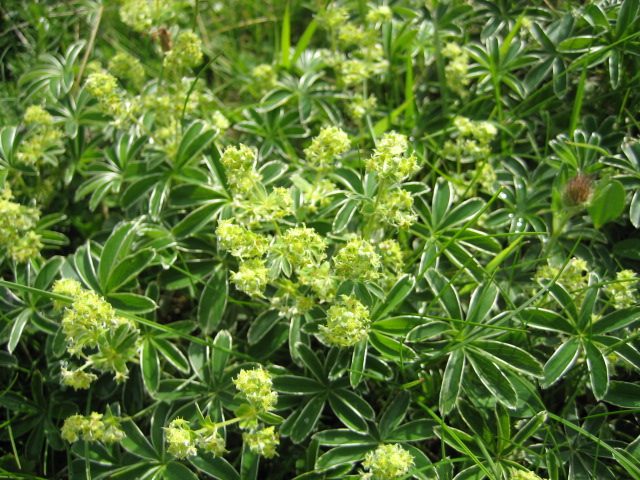 Alpine lady's-mantle
