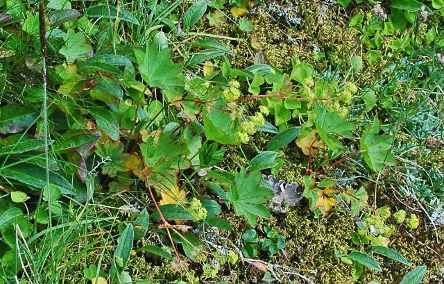 Hairy lady's-mantle
