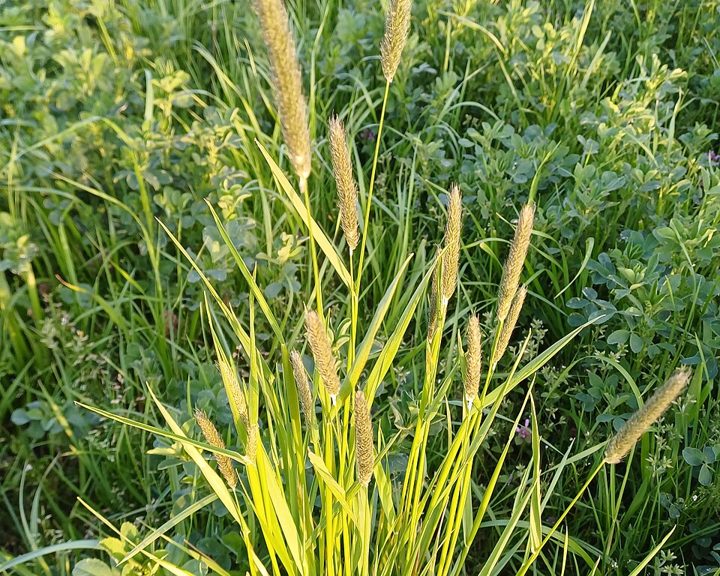 Meadow foxtail