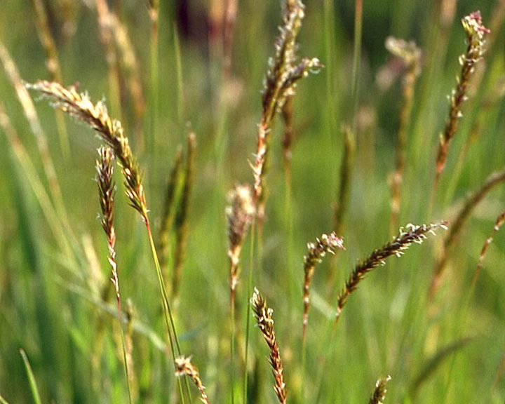 Sweet vernal grass