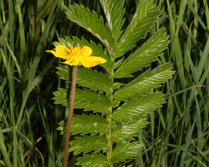 Silverweed
