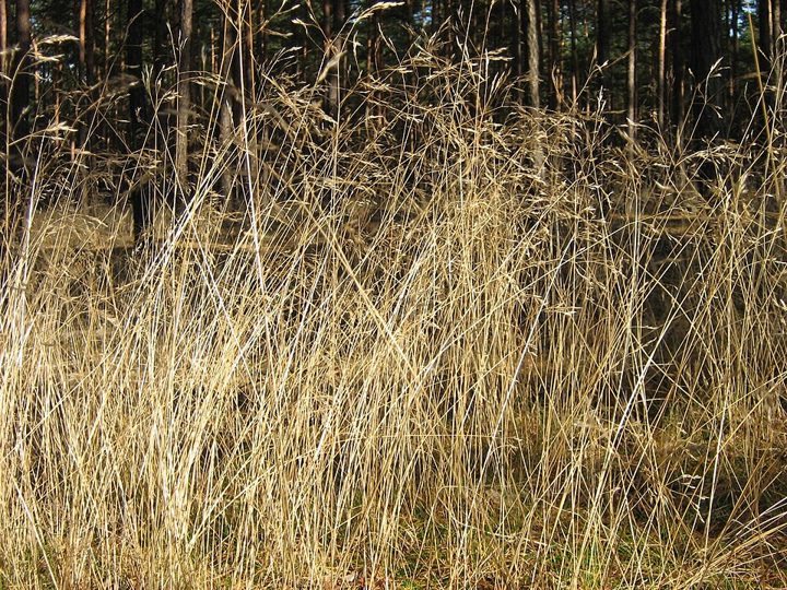 Wavy hair-grass