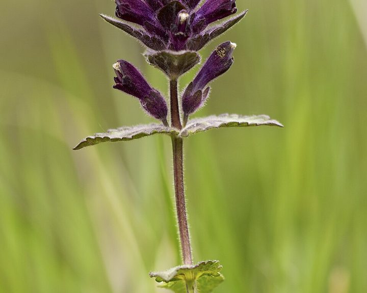 Alpine bartsia
