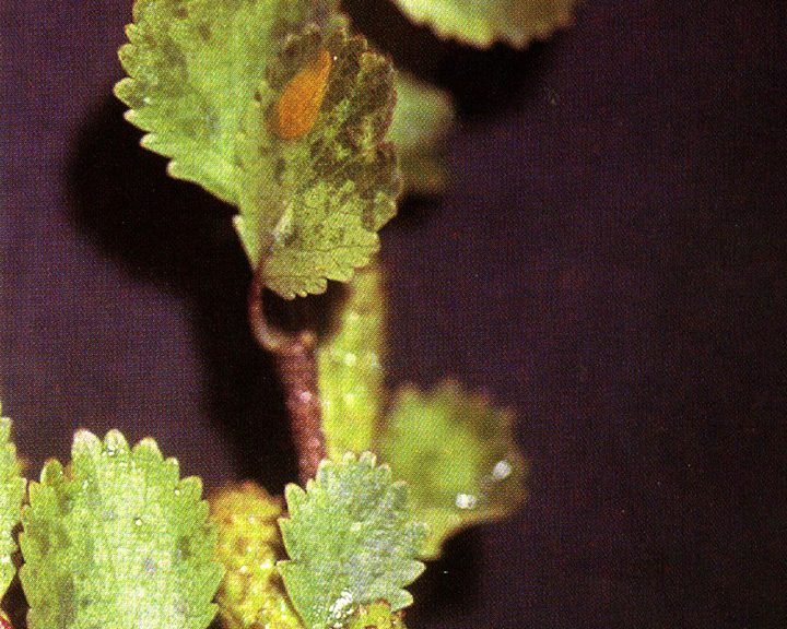 Dwarf birch