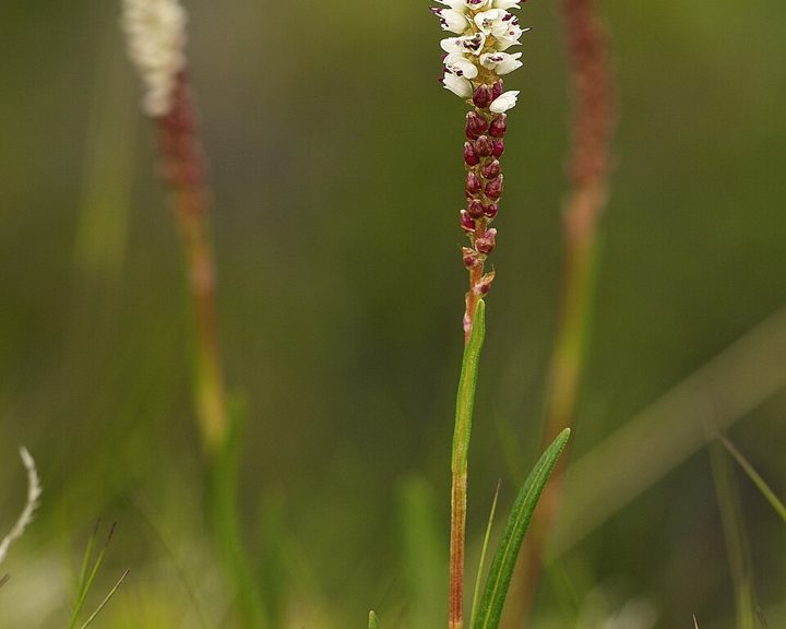 Alpine bistort