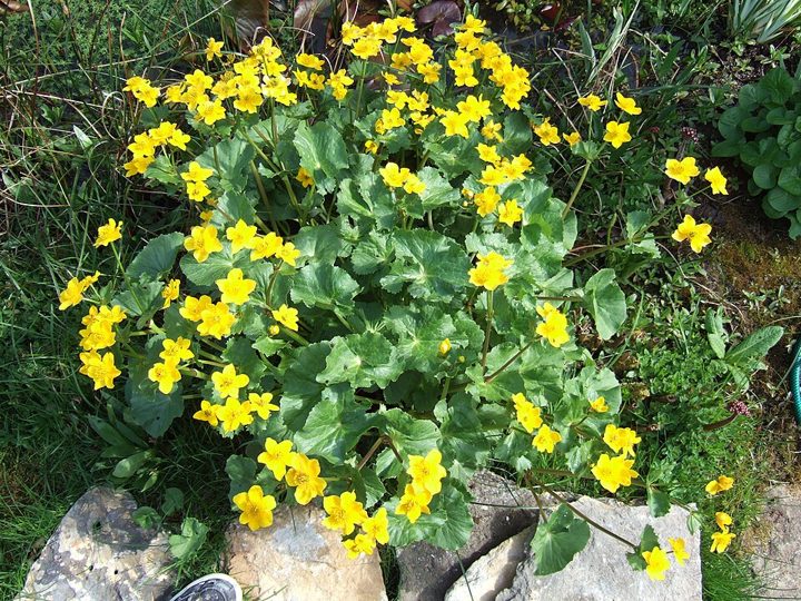 Marsh marigold