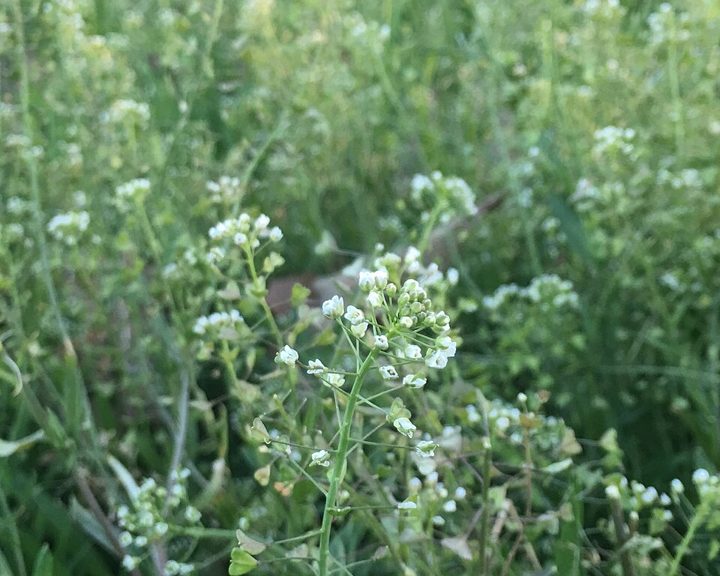 Shepherd's purse