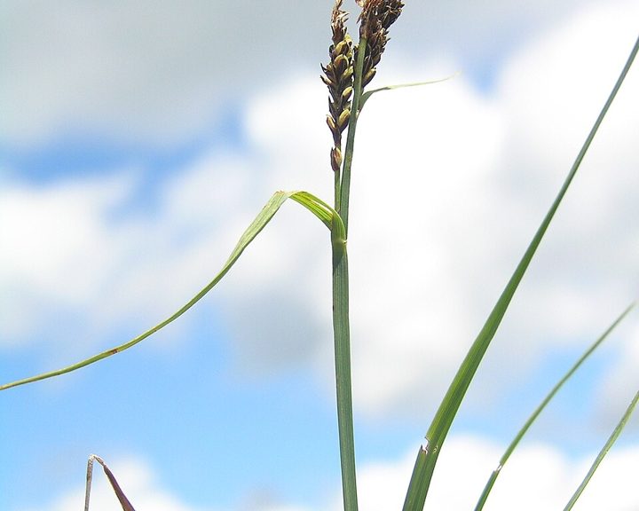 Stiff sedge
