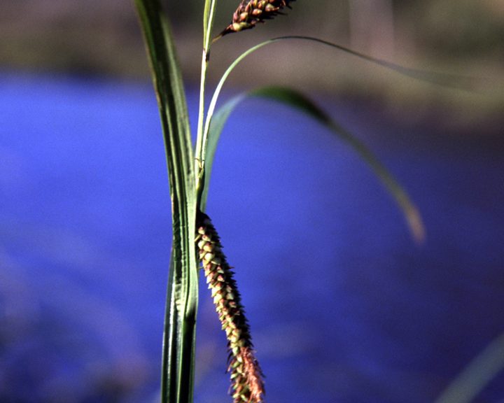 Lyngbye's sedge