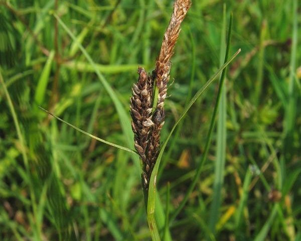 Carnation sedge