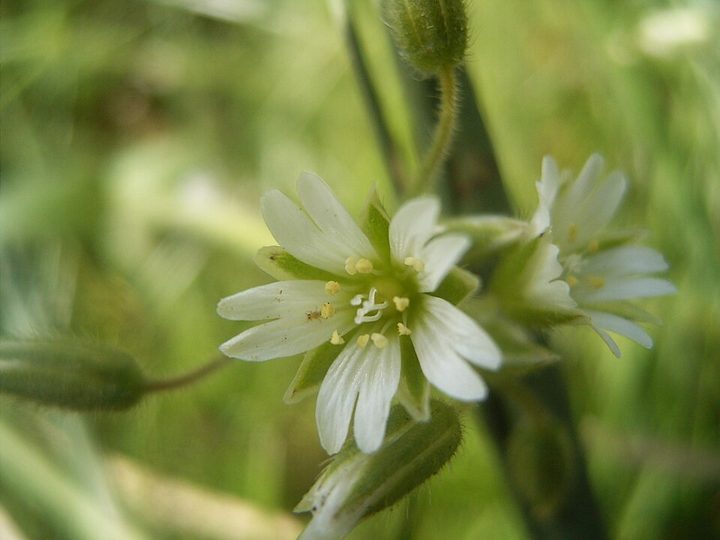 Common mouse-ear