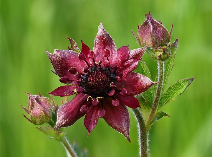 Marsh cinquefoil
