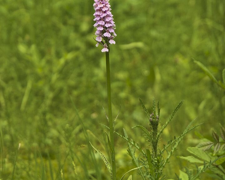 Heath spotted-orchid