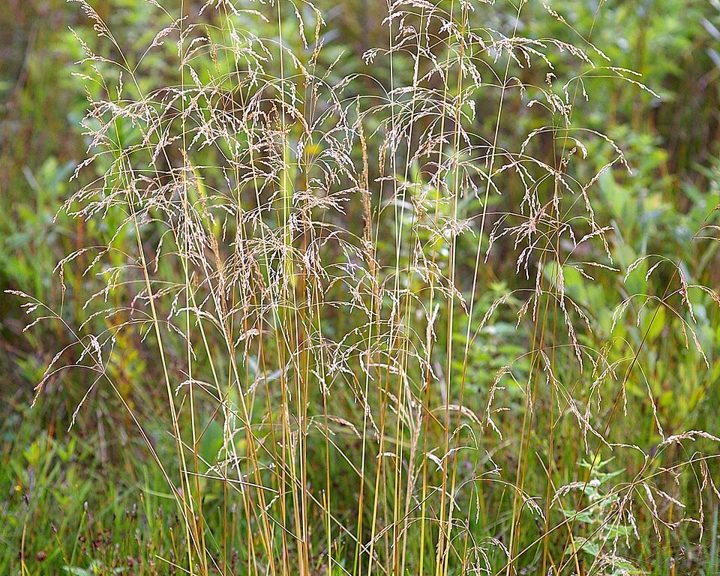 Tufted hair-grass
