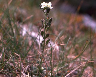 Hoary whitlowgrass