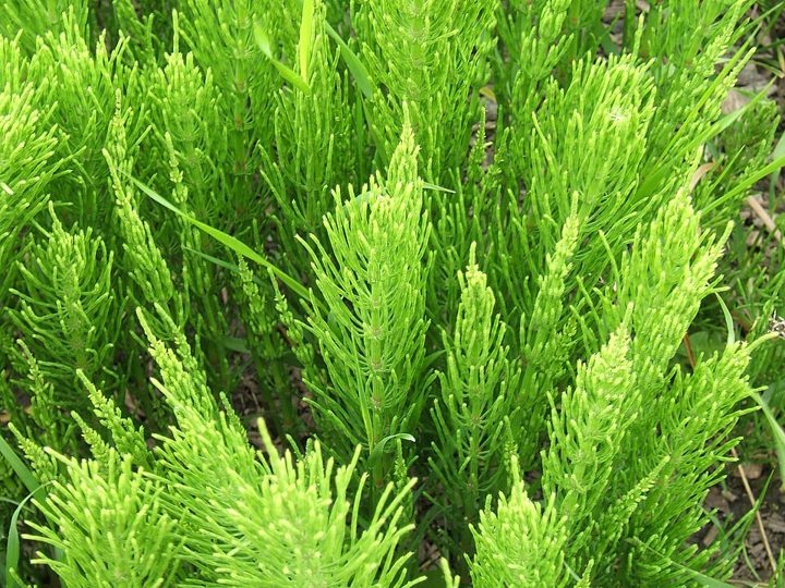 Field horsetail