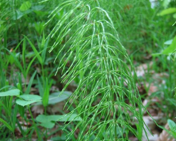 Shady horsetail
