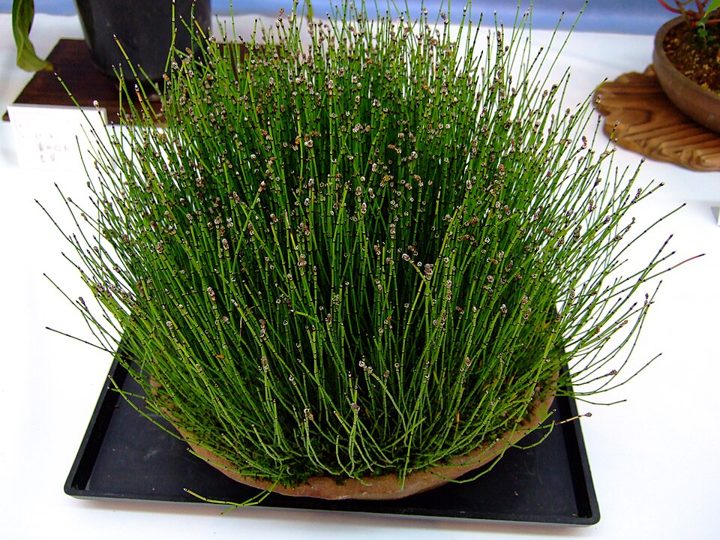 Variegated horsetail