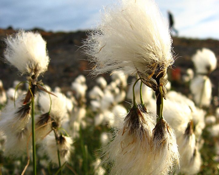 Common cottongrass