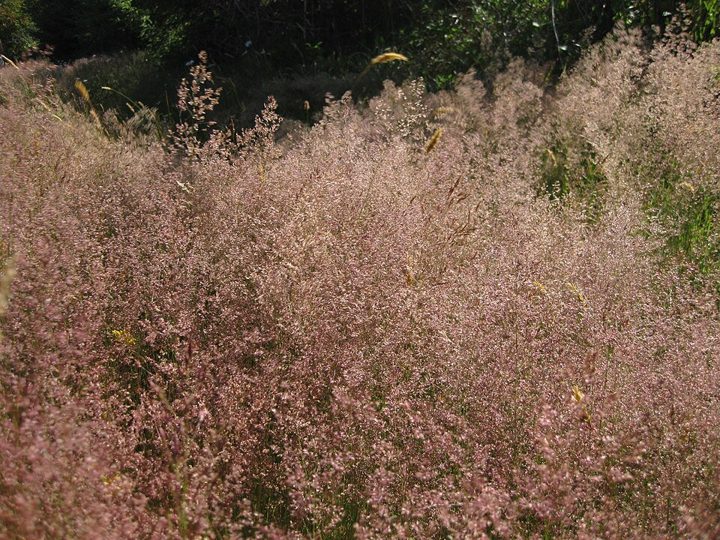 Richardson's fescue