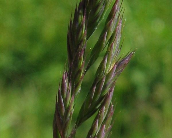 Red fescue