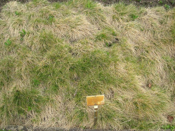 Viviparous fescue