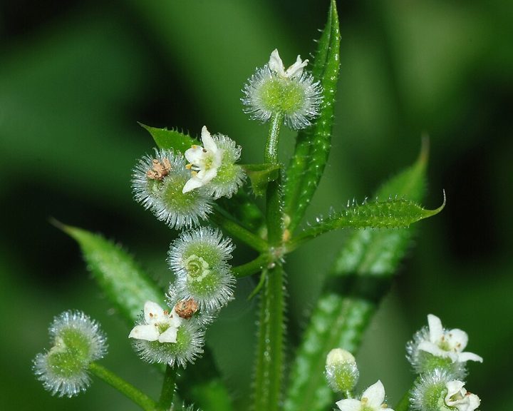 Icelandic bedstraw