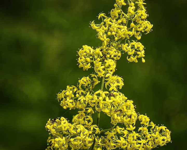 Lady's bedstraw