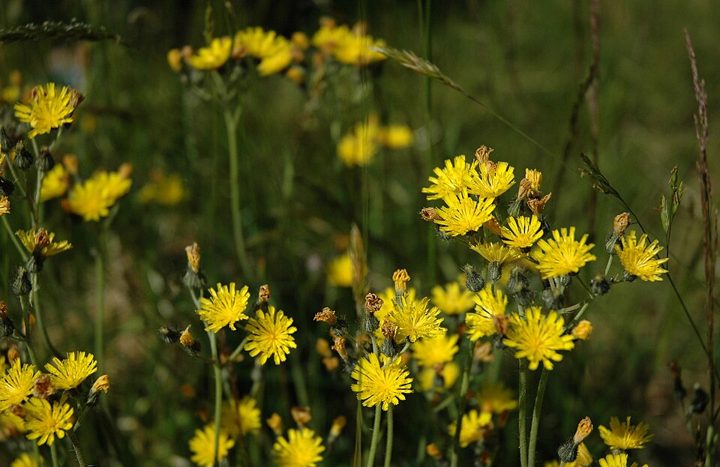 Hawkweeds