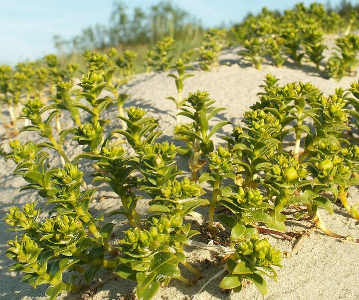 Sea sandwort