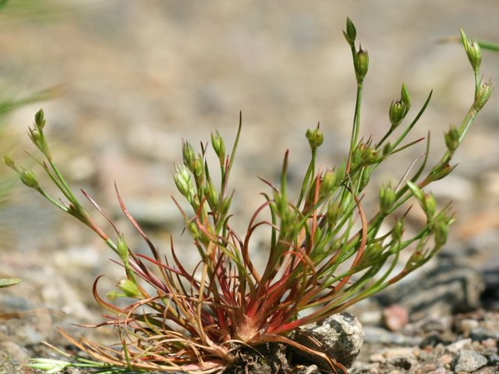 Toad rush