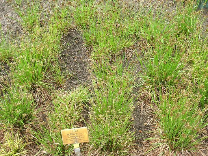 Heath wood-rush
