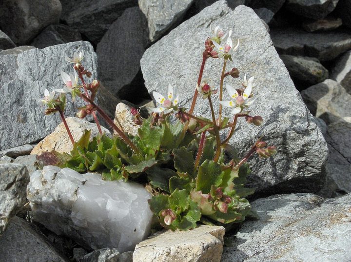 Starry saxifrage