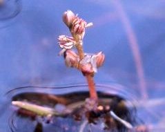 Alternate water-milfoil