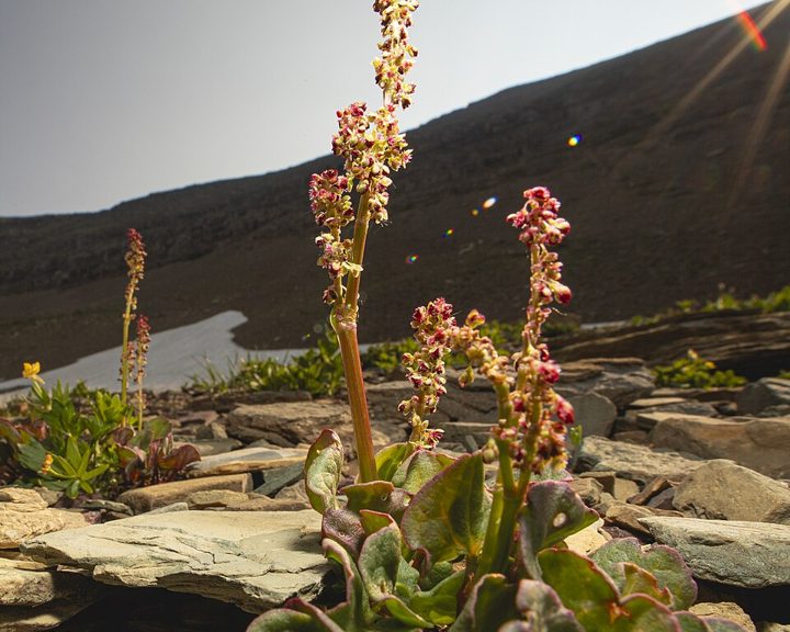 Mountain sorrel