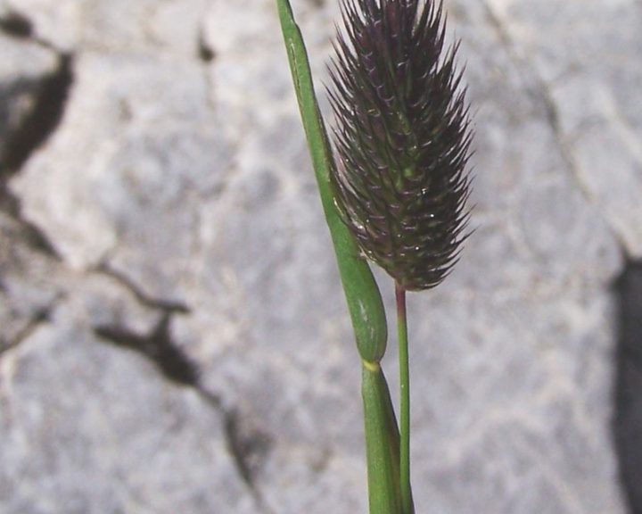 Alpine timothy