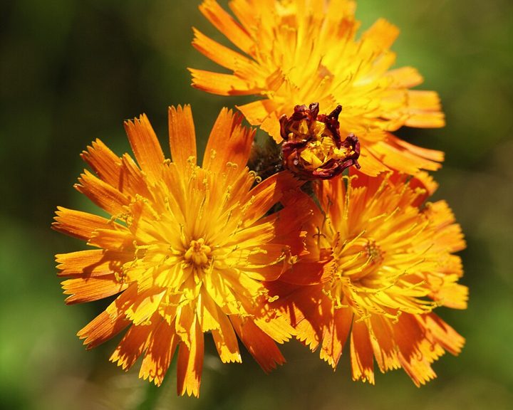 Iceland hawkweed