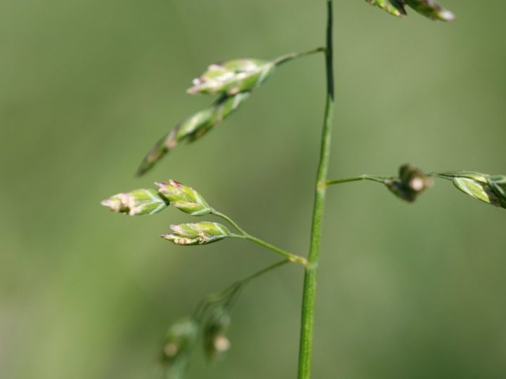 Annual meadow-grass