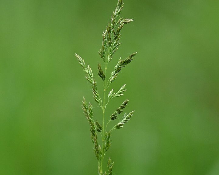 Smooth meadow-grass