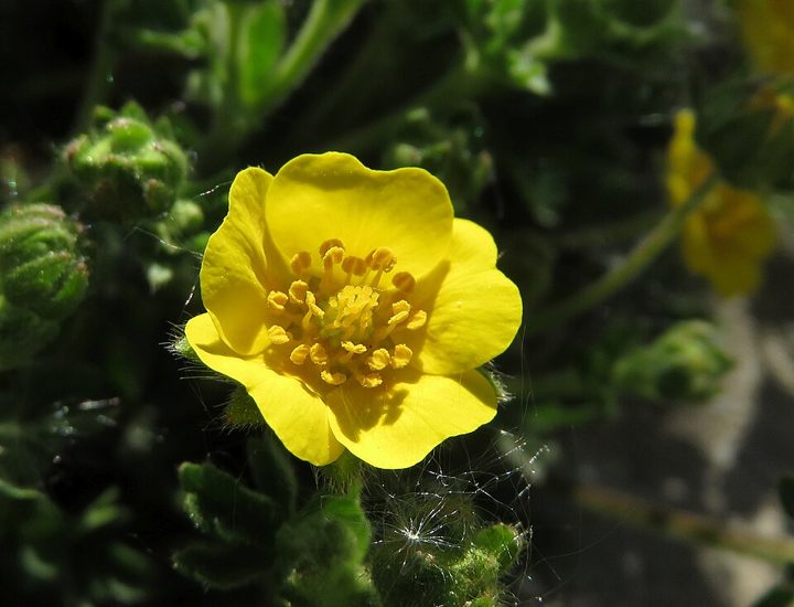 Alpine cinquefoil