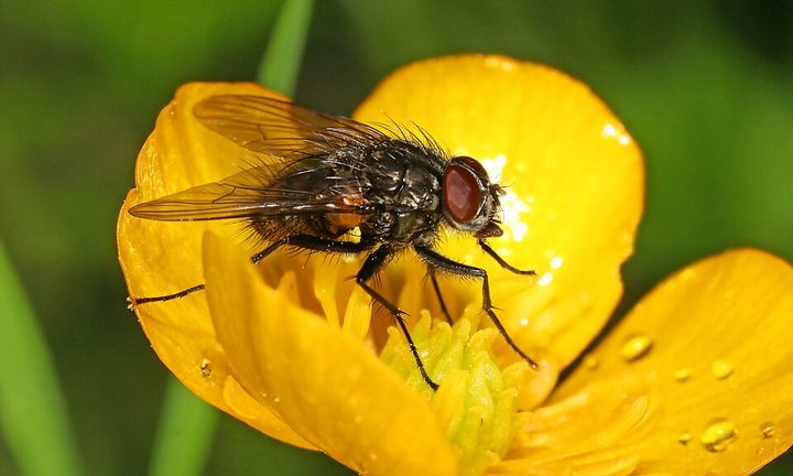 Meadow buttercup