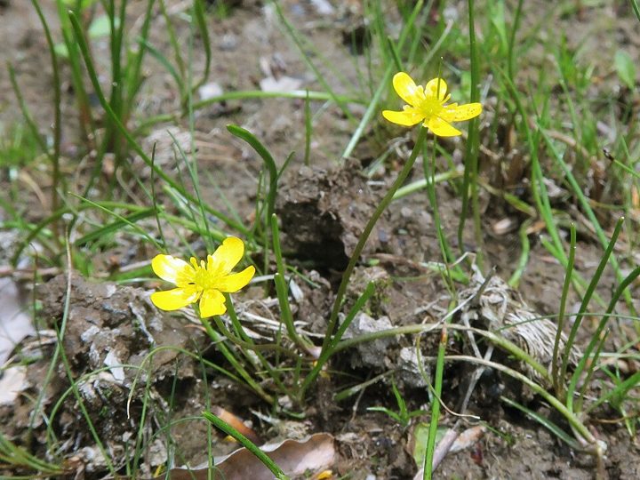 Creeping spearwort