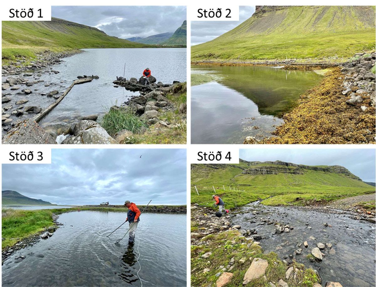 The sampling stations as the surveyors found them on 4 August 2021: the Lárós outlet, the shores of the outer and inner lagoon and the stream Víkurgil, each with its station number.