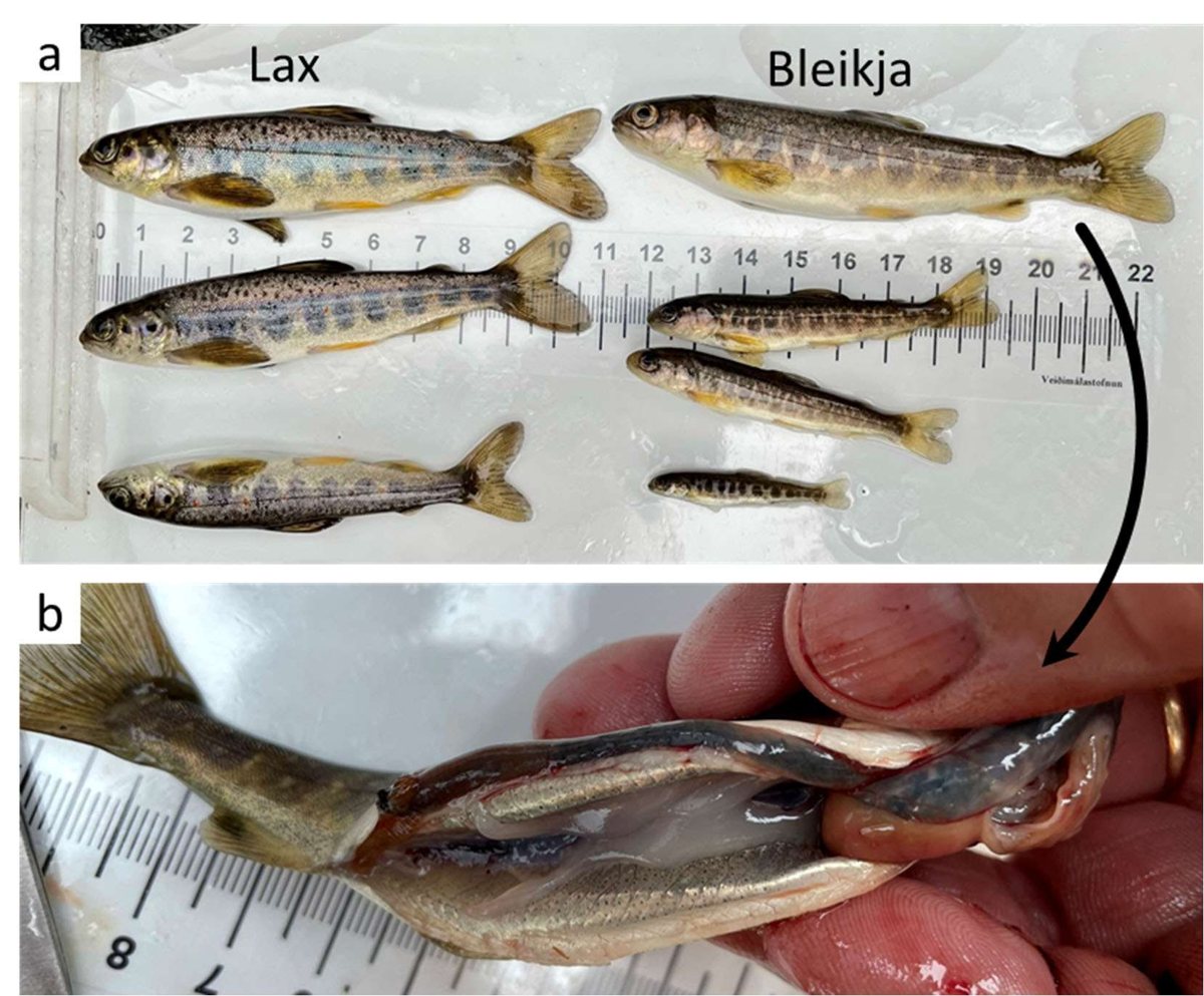 Salmon and Arctic char juveniles from upper Hólalækur (station 6) on 4 August 2021: four-year-old salmon on the left and char of 0+, 1+ and 2+ on the right, laid against a ruler; below, a two-year-old male char that was already sexually mature.