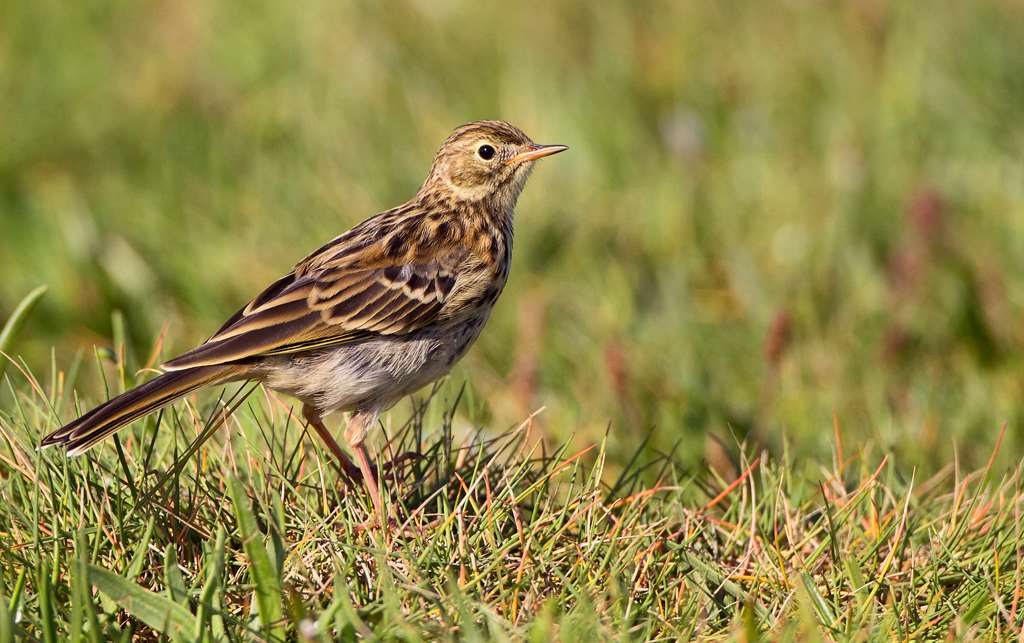 A meadow pipit on a tussock, the commonest breeding bird on the point with 9 of the 19 pairs mapped in 2021.
