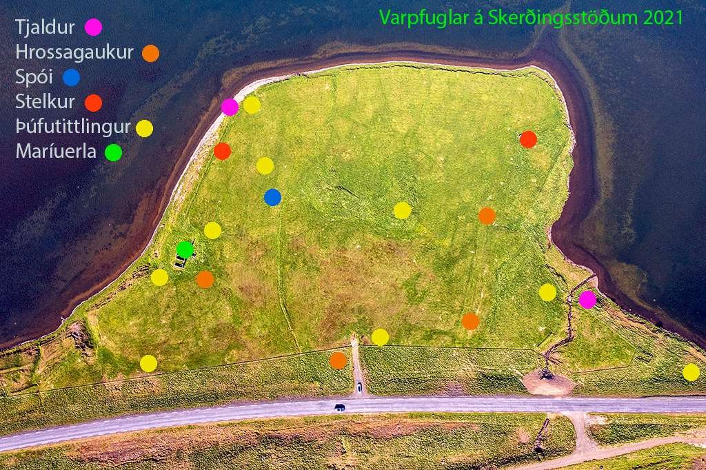 Breeding birds on the point in 2021, each dot one territory: 9 meadow pipit, 4 common snipe, 2 oystercatcher, 2 redshank, 1 whimbrel and 1 white wagtail, mapped on the visits of 4 June and 3 July.