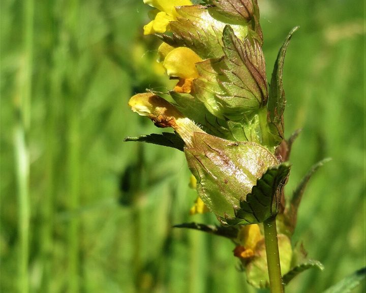 Yellow rattle