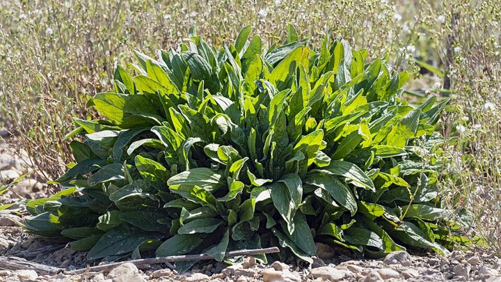 Common sorrel