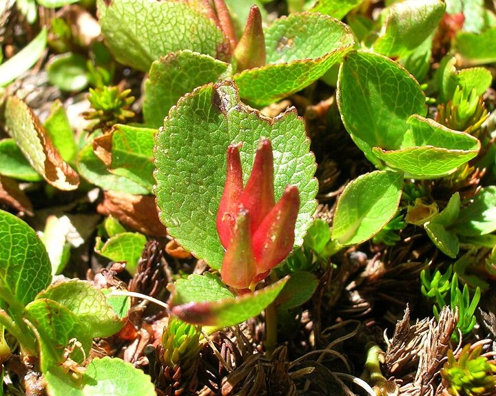 Dwarf willow